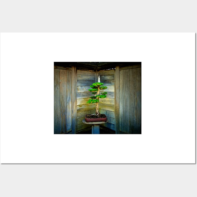 Bonsai Tree Wall Art by jswolfphoto